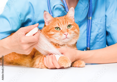 Foto doctor bandages a domestic cat's paw close-up