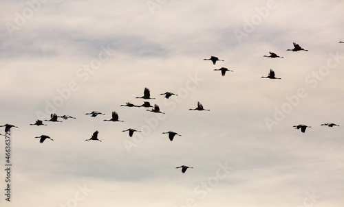 Flight of migrating cranes in cloud sky. High quality photo © JackF