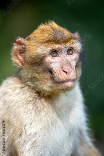 Child of barbary macaque (Macaca sylvanus) close up