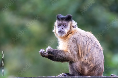 Obraz na płótnie The tufted capuchin (Sapajus apella), also known as brown capuchin, black-capped capuchin, or pin monkey w salonie