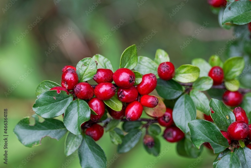 Obraz premium Fruits of a spreading cotoneaster, Cotoneaster divaricatus