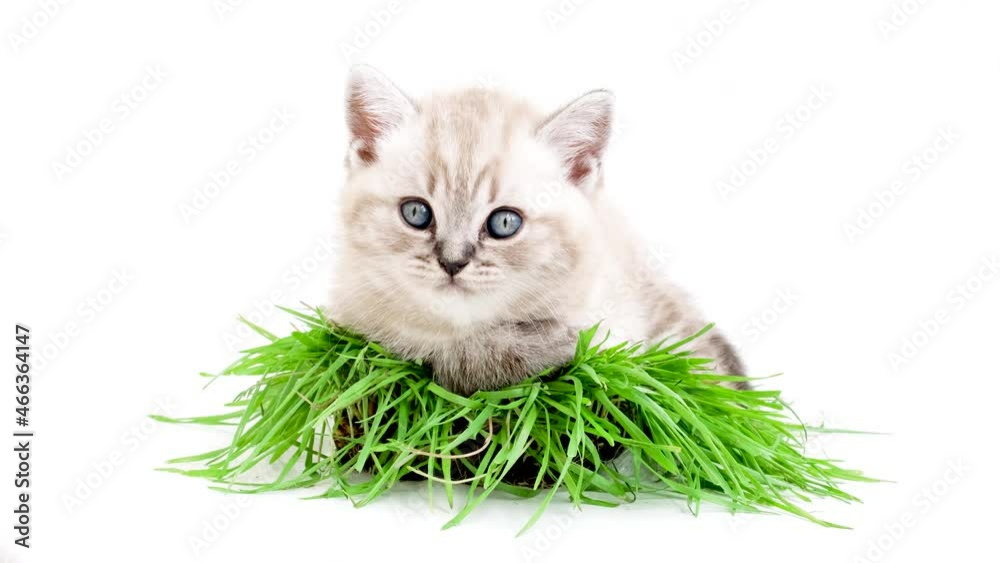 Kitten on the grass on a white background looks at the camera. Kitten on the grass on a white background looks at the camera.