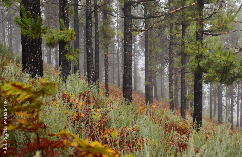 Fototapeta premium Flora of Gran Canaria - Pinus canariensis, fire-resistant Canary pine, able to recuperate after wildfire, zone affected by a wildfire, burnt trunks