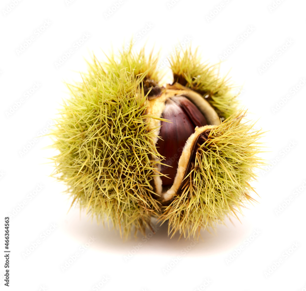 Flora of Gran Canaria - fruit of Castanea sativa, the sweet chestnut, introduced species, isolated on white
Flora of Gran Canaria - fruit of Castanea sativa, the sweet chestnut, introduced species, isolated on white