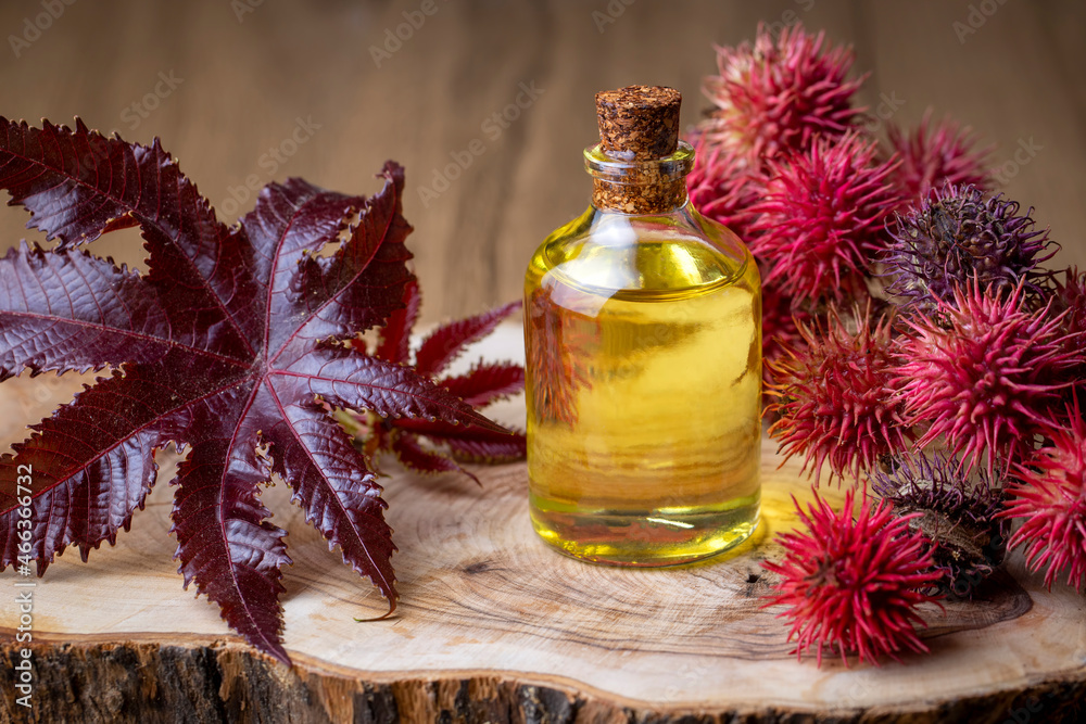 Castor oil bottle with castor fruits, seeds and leaf. Ricinus Communis plant oil. Turkish name; hint yagi