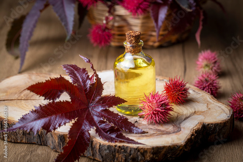 Castor oil bottle with castor fruits, seeds and leaf. Ricinus Communis plant oil. Turkish name; hint yagi photo