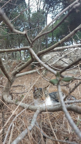 Pet cat in the forest 