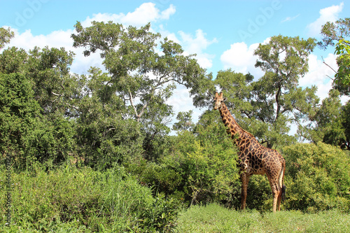 Photography Giraffe / Giraffe / Giraffa camelopardalis