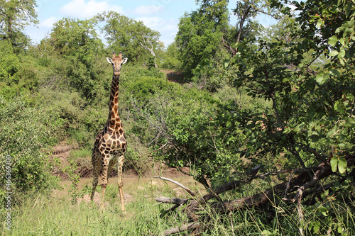 Photography Giraffe / Giraffe / Giraffa camelopardalis