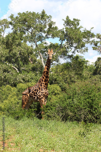 Photography Giraffe / Giraffe / Giraffa camelopardalis