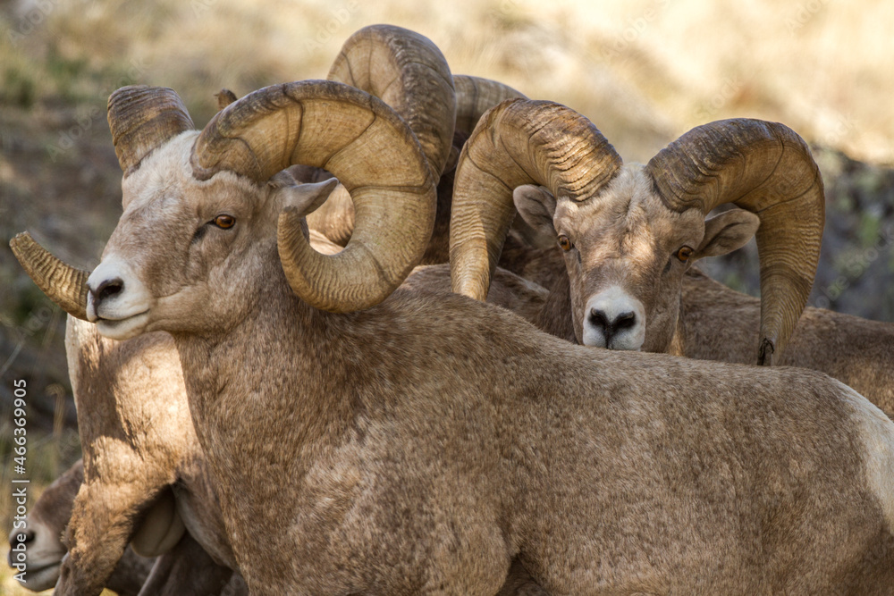 group of bighorn sheep rams - obrazy, fototapety, plakaty 