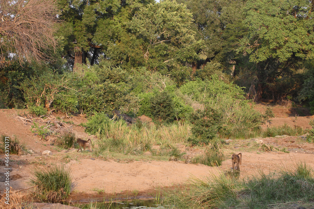 N`wanetsi River / N`wanetsi River / N`wanetsi River / N`wanetsi River /