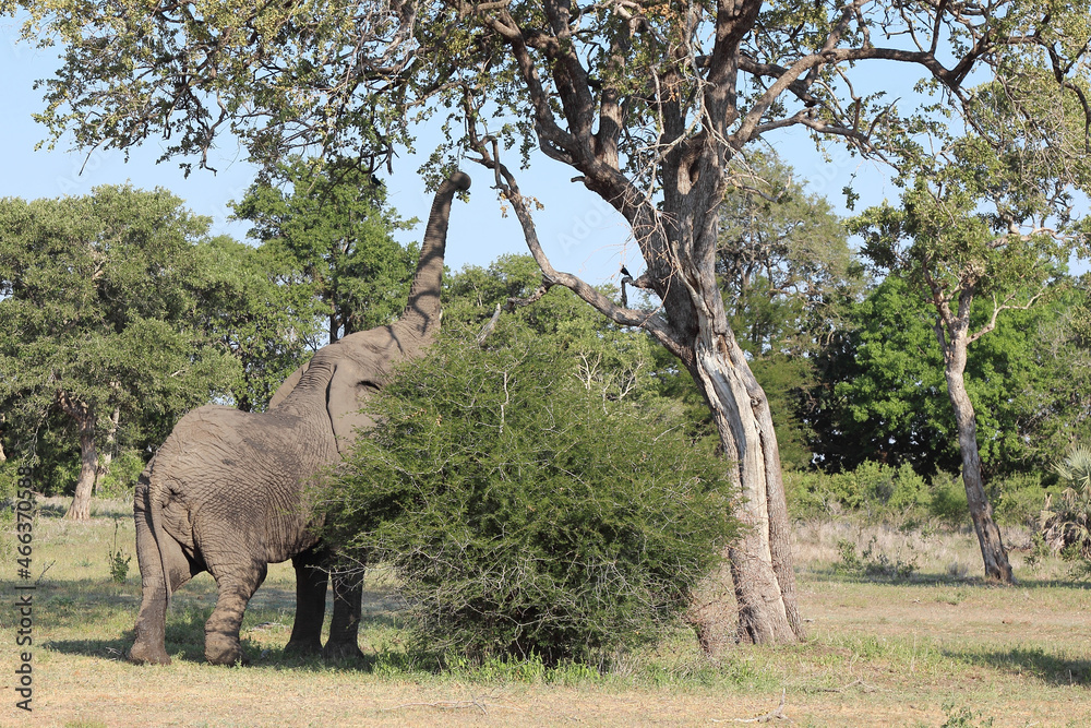 Naklejka premium Afrikanischer Elefant / African elephant / Loxodonta africana