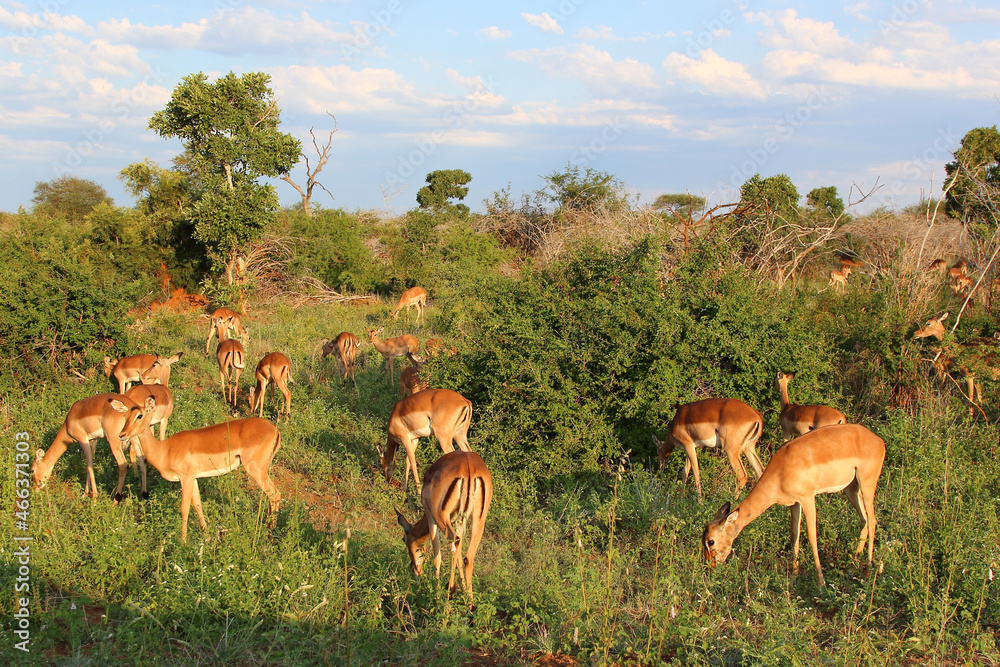 Schwarzfersenantilope / Impala / Aepyceros melampus