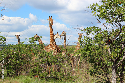Photography Giraffe / Giraffe / Giraffa camelopardalis