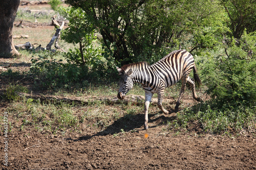 Steppenzebra   Burchell s zebra   Equus burchellii.