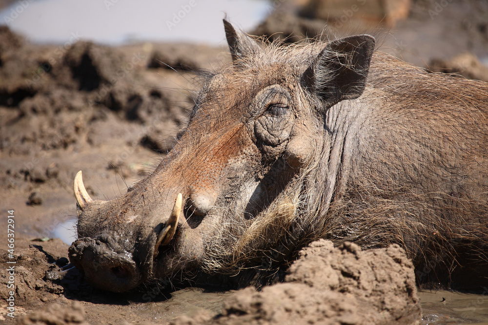 Fototapeta premium Warzenschwein / Warthog / Phacochoerus africanus