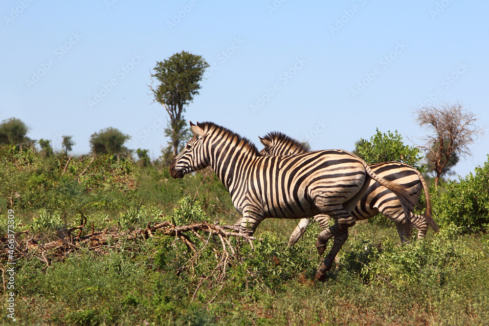 Fototapeta premium Steppenzebra / Burchell's zebra / Equus burchellii.