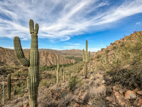 World".s tallest cactus, the saguaro, Arizona Trail, Saguaro National Park, Arizona, U. S. A.