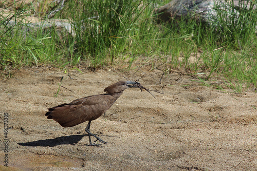 Hammerkopf / Hamerkop / Scopus umbretta photo