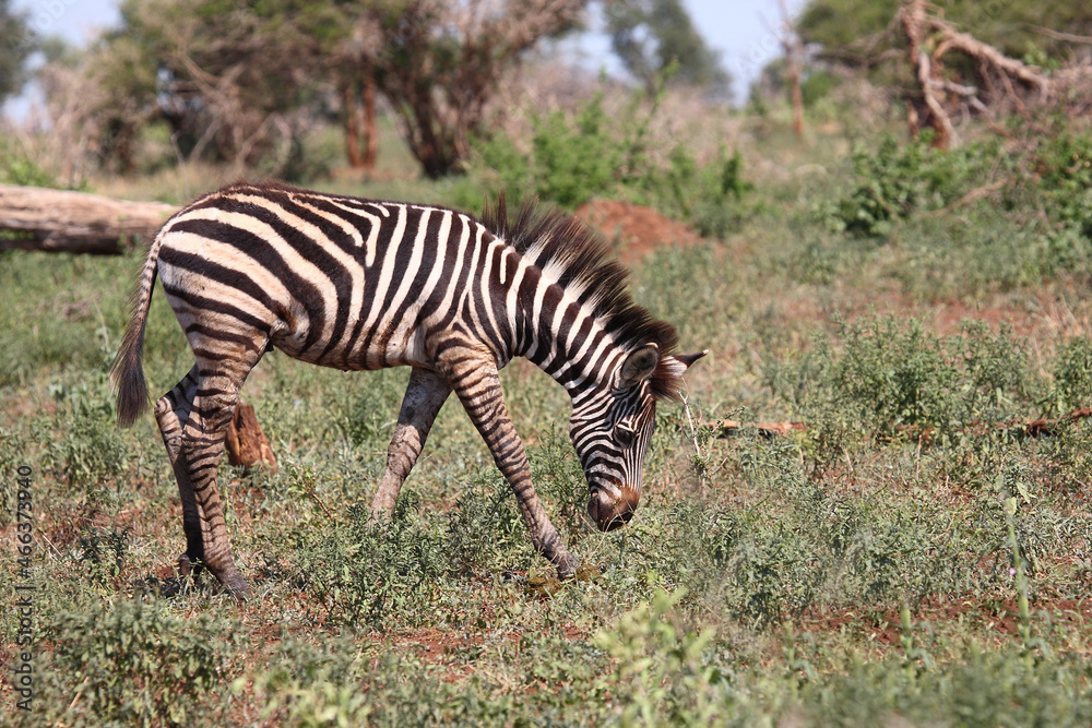 Obraz premium Steppenzebra / Burchell's zebra / Equus burchellii.
