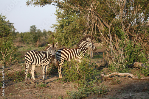 Steppenzebra   Burchell s zebra   Equus burchellii.