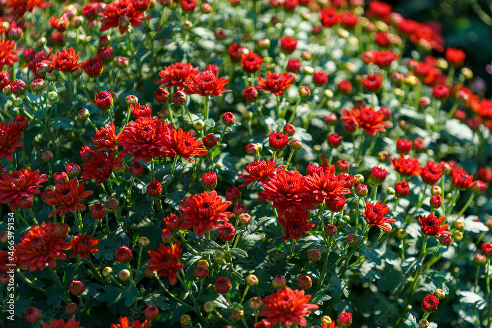 Natural background with red chrysanthemums