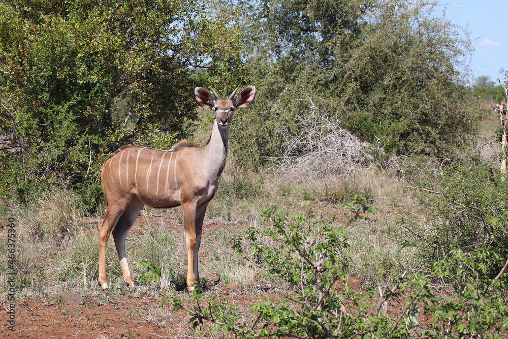 Fototapeta premium Großer Kudu / Greater kudu / Tragelaphus strepsiceros.....