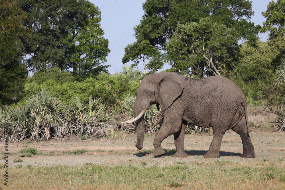 Fototapeta premium Afrikanischer Elefant / African elephant / Loxodonta africana