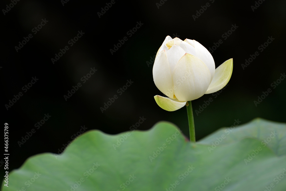 ハスの花 ハスの花