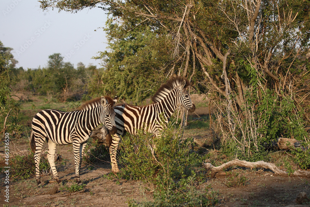 Steppenzebra / Burchell's zebra / Equus burchellii. Steppenzebra / Burchell's zebra / Equus burchellii.