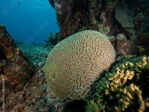 brain coral on tropical reef