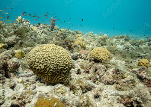 variety of brain corals in shallows with fish photo