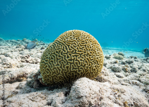 Brain coral small boulder with sand