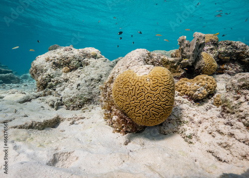 brain coral, diploria labyrinthiformis, in shallow tropical water with white sand photo