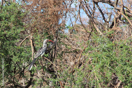 Rotschnabeltoko / Red-billed hornbill / Tockus erythrorhynchus