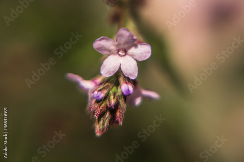 flor de planta curativa  verbena oficinialis - herbolaria mexicana