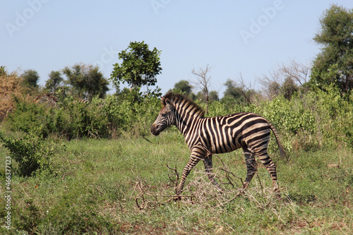 Steppenzebra   Burchell s zebra   Equus burchellii.
