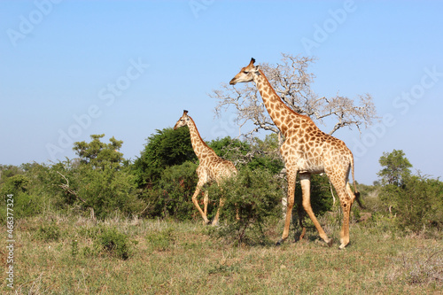 Photography Giraffe / Giraffe / Giraffa camelopardalis