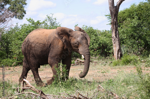 Afrikanischer Elefant   African elephant   Loxodonta africana