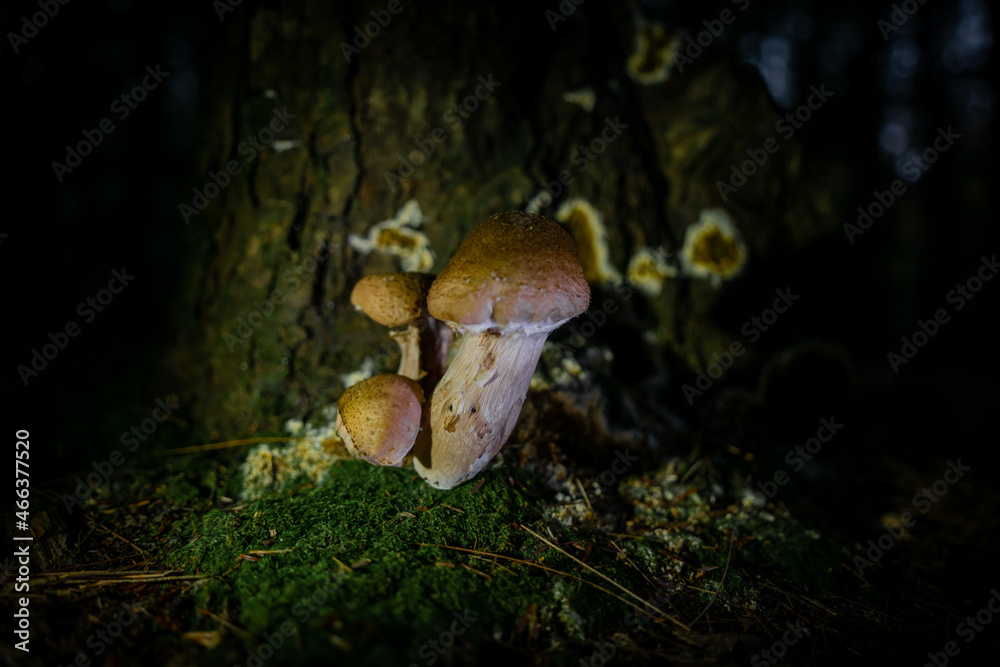 Fototapeta premium mushrooms on the tree
