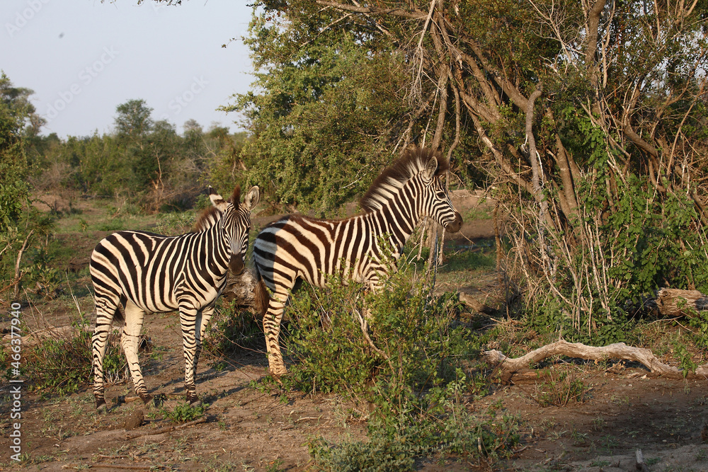 Steppenzebra / Burchell's zebra / Equus burchellii. Steppenzebra / Burchell's zebra / Equus burchellii.