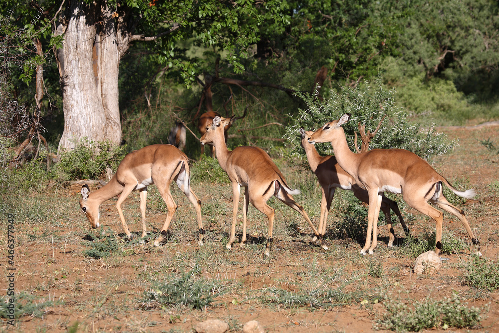 Fototapeta premium Schwarzfersenantilope / Impala / Aepyceros melampus