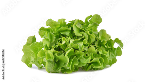 Green salad lettuce isolated on white background
