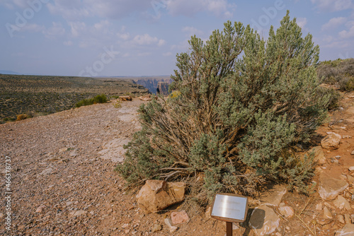 Big sagebrush or Great Basin sagebrush (Artemisia tridentata), an evergreen shrub in the middle of desert photo