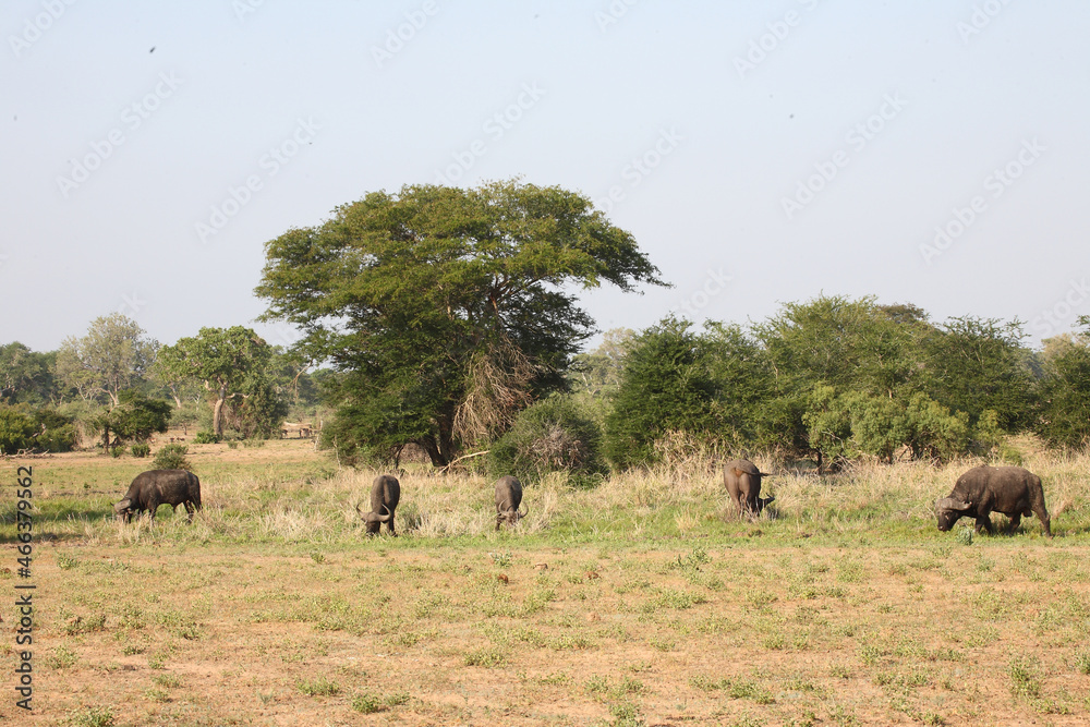 Kaffernbüffel / African buffalo / Syncerus caffer Kaffernbüffel / African buffalo / Syncerus caffer