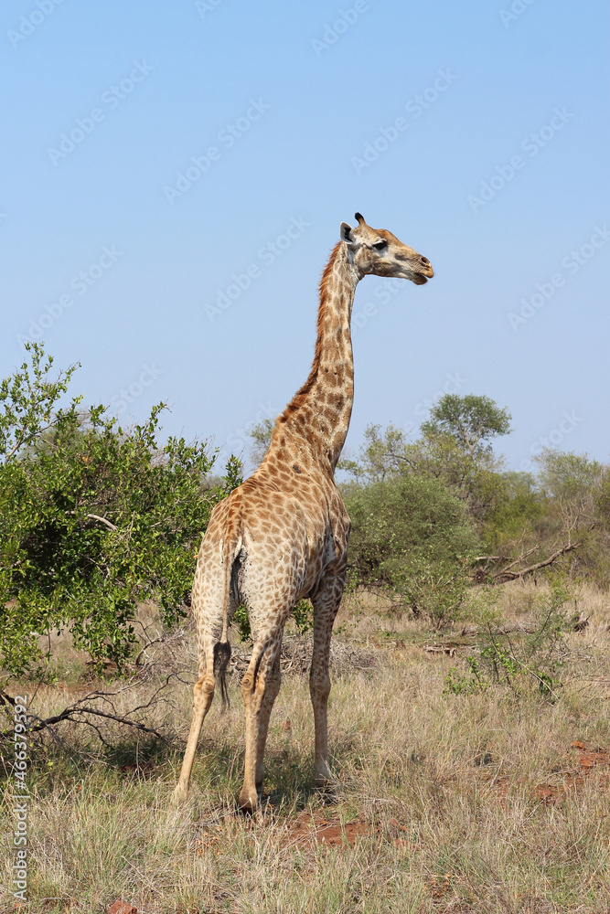 Giraffe / Giraffe / Giraffa camelopardalis Giraffe / Giraffe / Giraffa camelopardalis