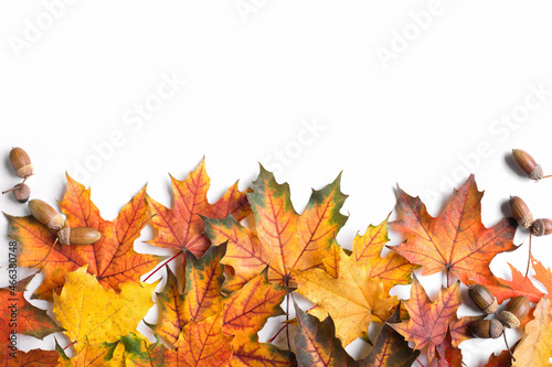 Bright maple leaves isolated on a white background