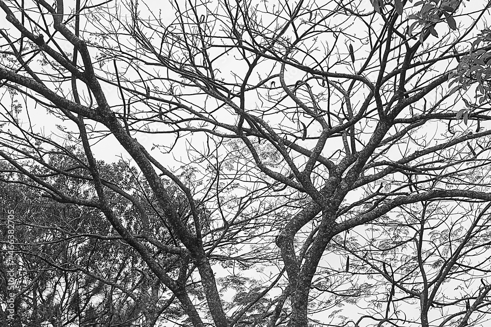 Obraz premium black and white tree