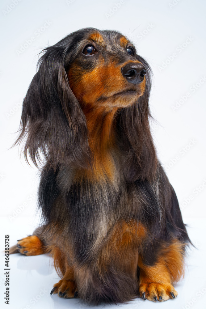 portrait of a dachshund dog on a white background